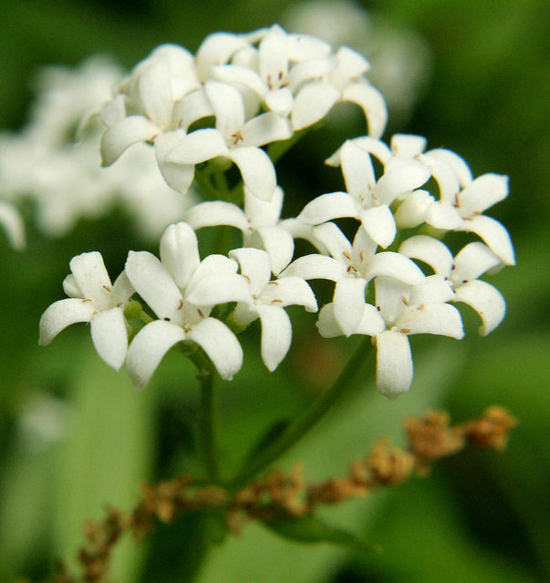 Woodruff Flower seeds for Planting - Compact Growth, Heirloom & GMO Free Seeds for Home Garden