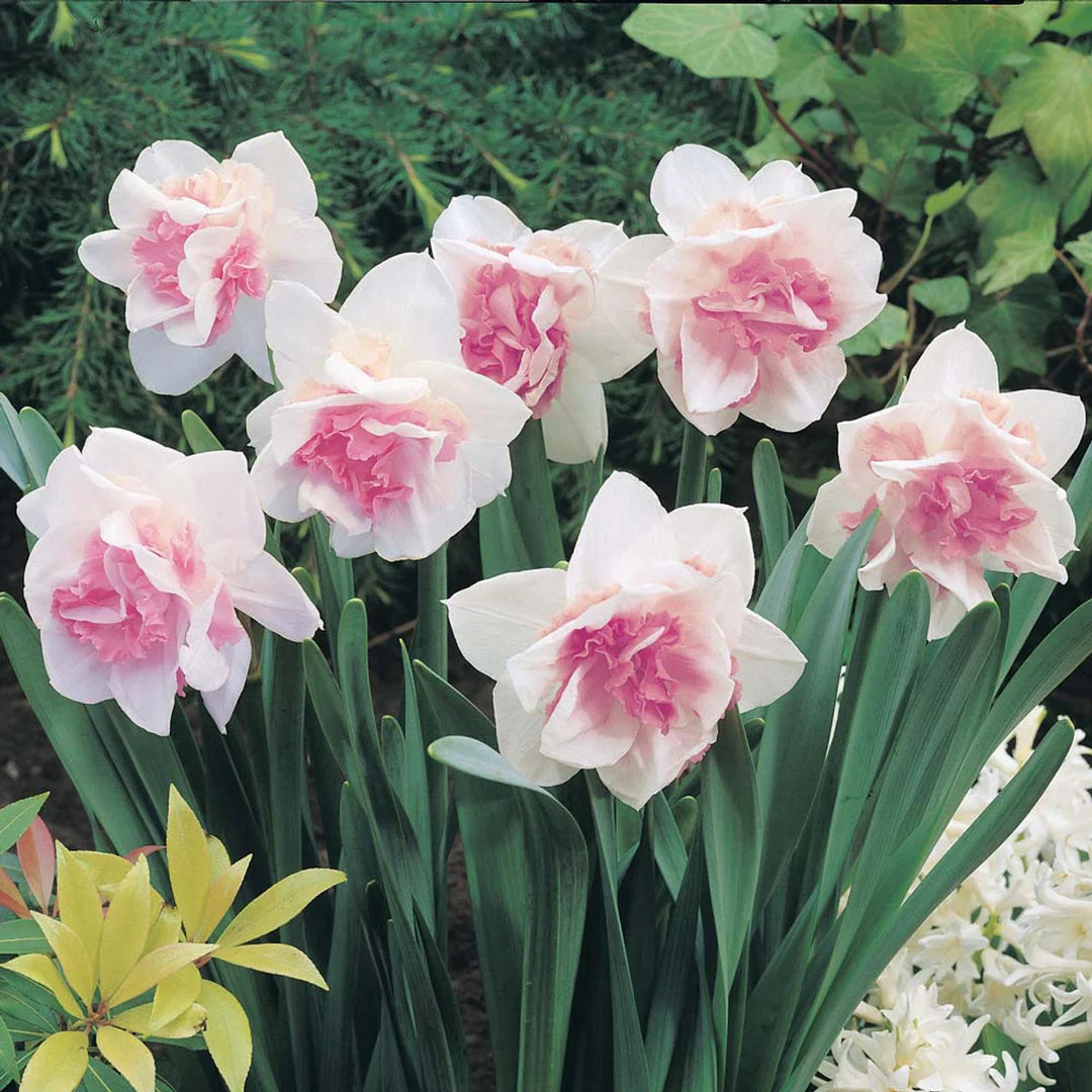 Pink White Narcissus Seeds for Planting Elegant Spring Blooms