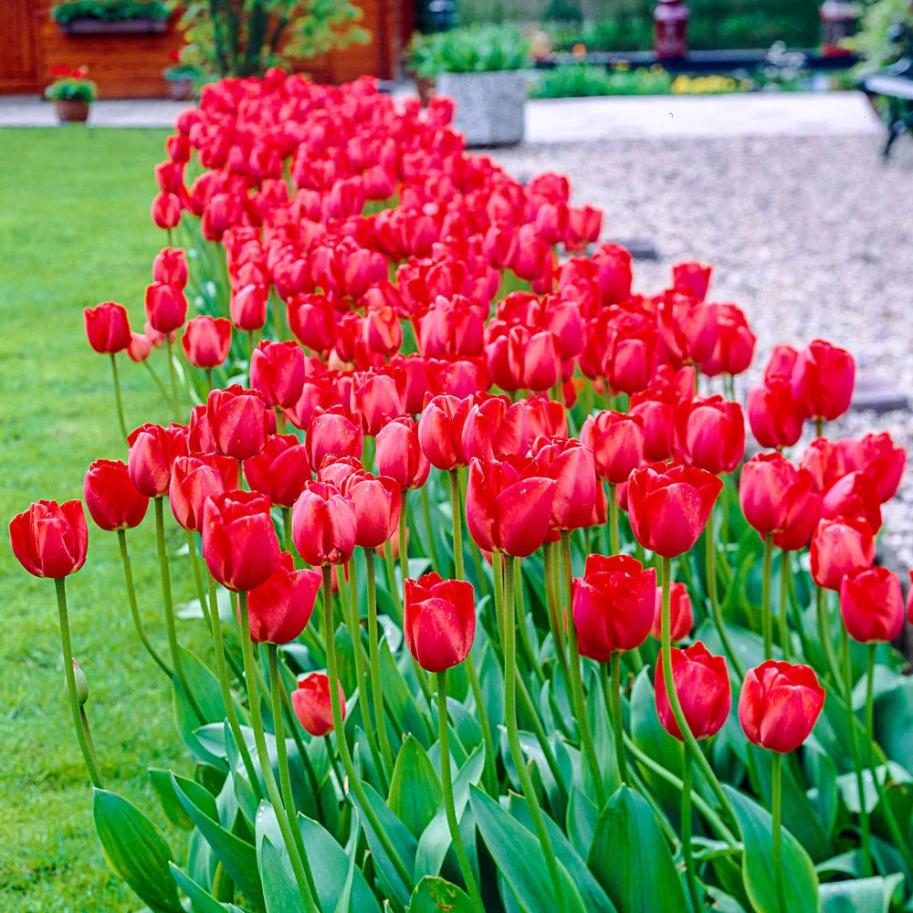 Red Tulip Flower Seeds for Planting Sun Loving Heirloom & GMO Free Seeds for Home Garden
Sale