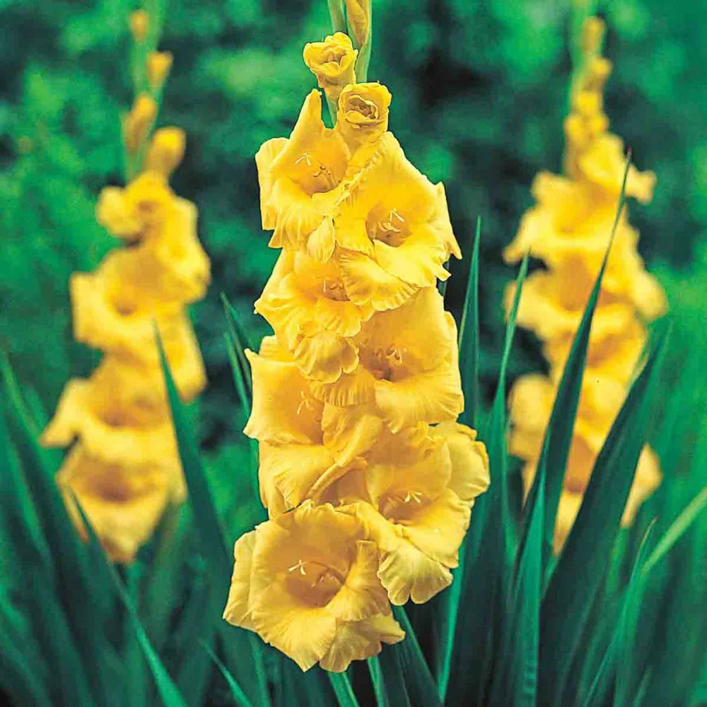 Yellow Gladiolus Hybridus Flower seeds for Planting - Shade Tolerant, Heirloom & GMO Free Seeds for Home Garden