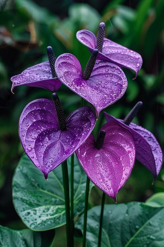 Violet Anthurium Flower Seeds Flower seeds for Planting Seasonal Bloomer Heirloom & GMO Free Seeds for Home Garden
Sale for planting in home garden