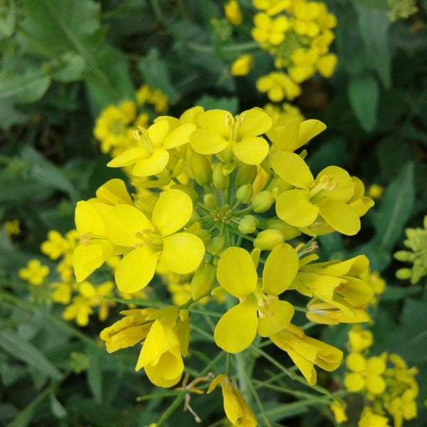 Light Yellow Brassica Oleracea Flower Seeds for Planting Sun Loving Heirloom & GMO Free Seeds for Home Garden
Sale