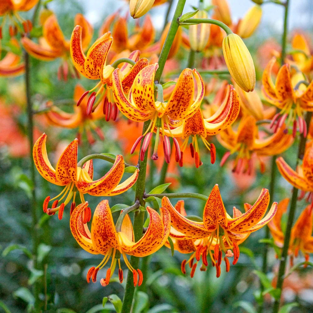 Lilium Martagon Flower seeds for Planting - Fragrant Blossoms, Heirloom & GMO Free Seeds for Home Garden