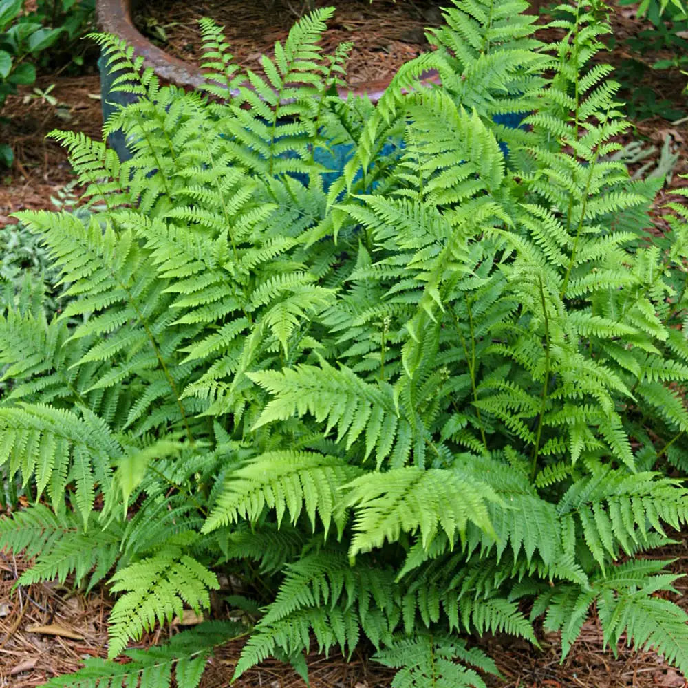 Green Fern for Planting heirloom & NonGMO Seeds Hardy Variety Heirloom & GMO Free Seeds for Home Garden
Sale