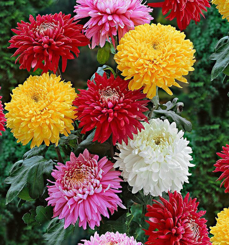 Mixed Colors Chrysanthemum Flower seeds for Planting - Cut Flower Favorite, Heirloom & GMO Free Seeds for Home Garden