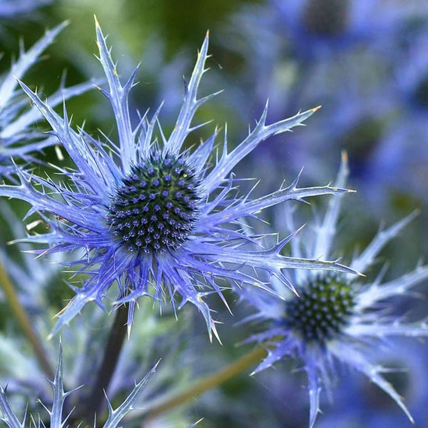 Eryngium Flower seeds for Planting - Garden Favorite, Heirloom & GMO Free Seeds for Home Garden
