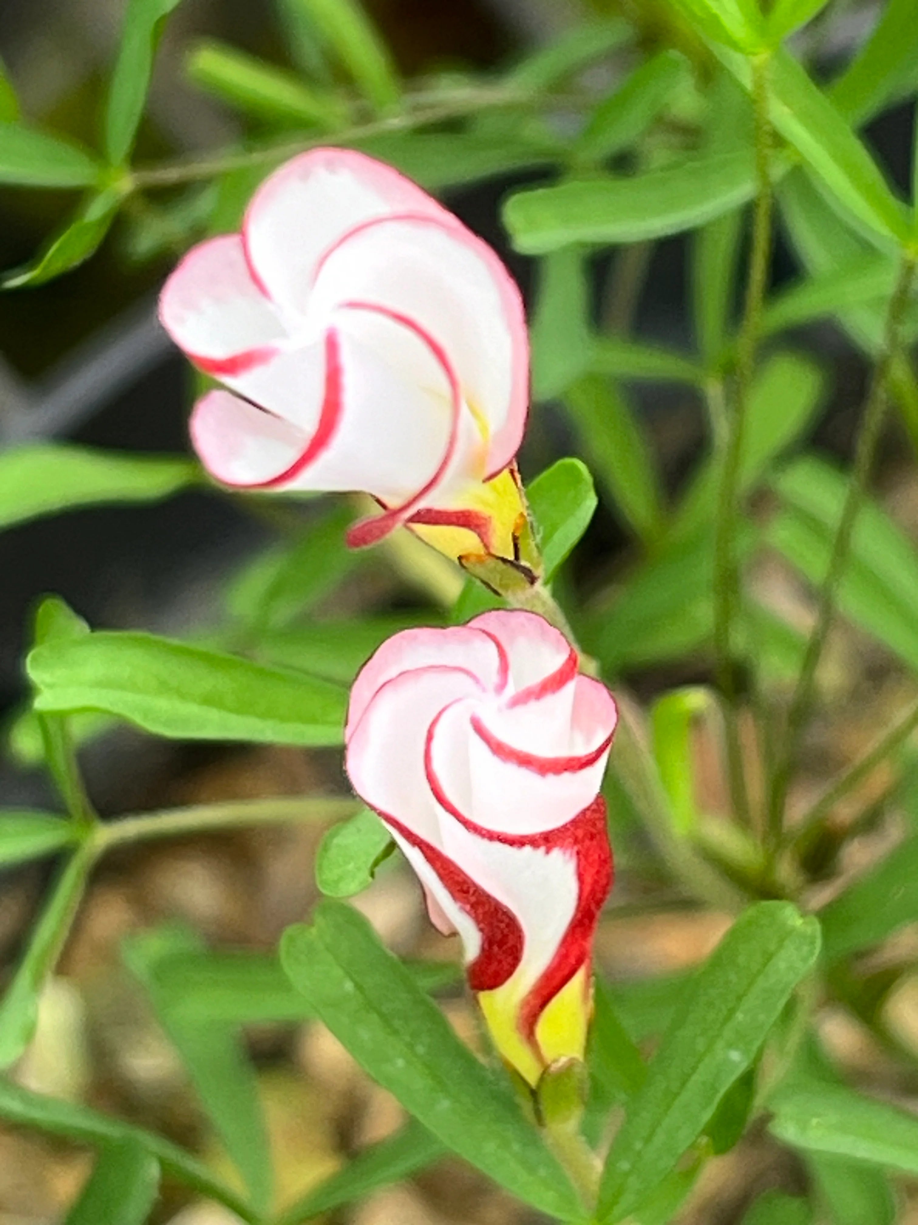 Red White Versicolor Flower seeds for Planting - Garden Favorite, Heirloom & GMO Free Seeds for Home Garden