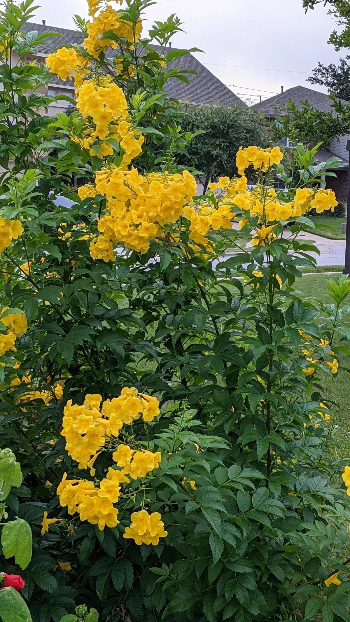 Esperanza Flower seeds blooming in flower beds, containers, borders, and pollinator-friendly gardens