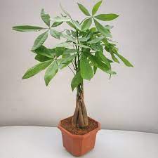Majestic Green Braid Pachira Tree Seeds For Easy Planting Plant Seeds
