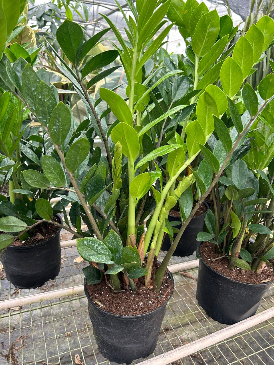 Zamioculcas Zamiifolia Plant Seeds for Planting Seed for Thriving Indoor Greenery and Easy Care in Your Home