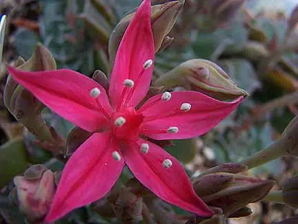 Graptopetalum Bellum Flower seeds for Planting - Drought Tolerant, Heirloom & GMO Free Seeds for Home Garden