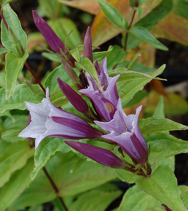 Lavender Gentiana Asclepiadea Flower seeds blooming in flower beds, containers, borders, and pollinator-friendly gardens