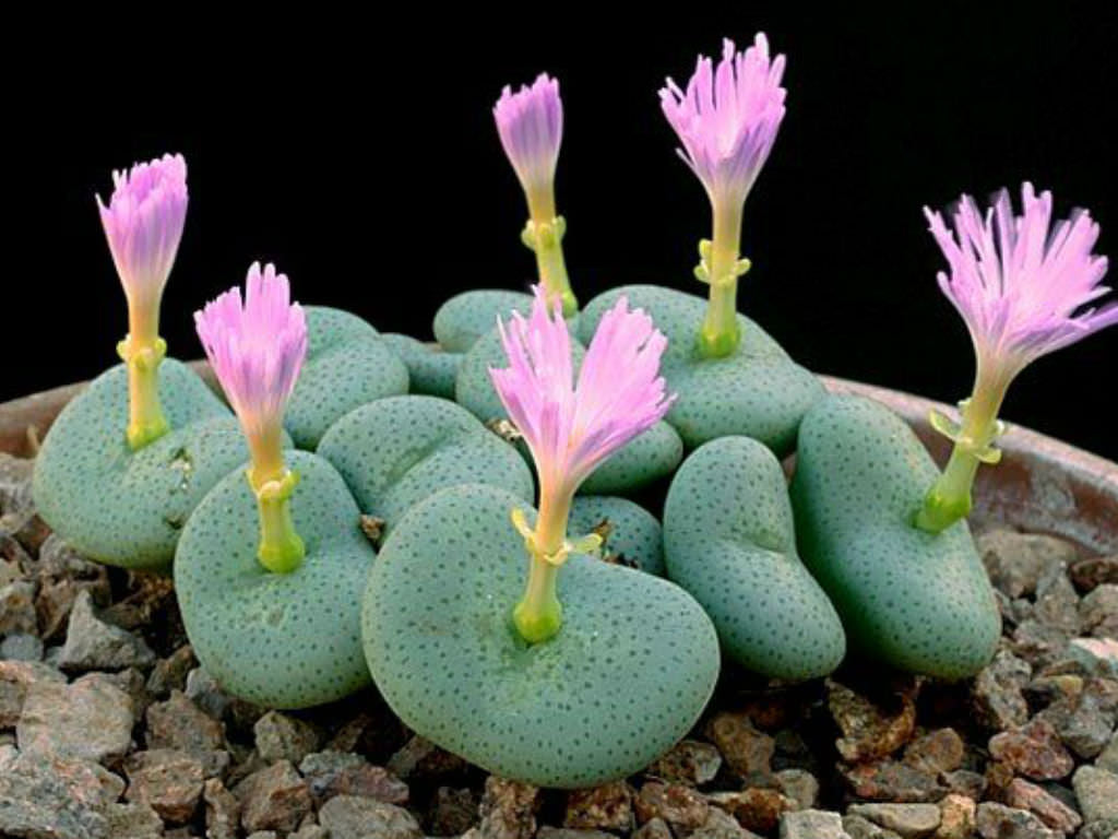 Conophytum Flower seeds for Planting - Long Bloom Season, Heirloom & GMO Free Seeds for Home Garden
Sale seeds for planting in home garden