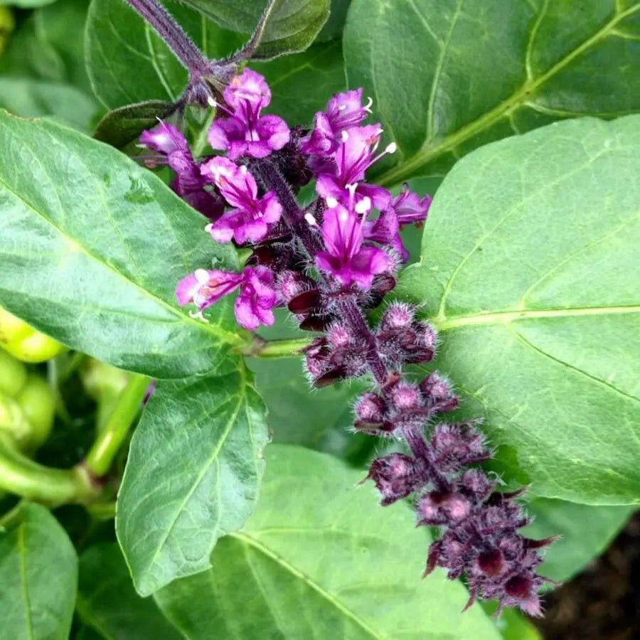 Violet Ocimum Flower seeds for Planting - Cottage Garden Essential, Heirloom & GMO Free Seeds for Home Garden