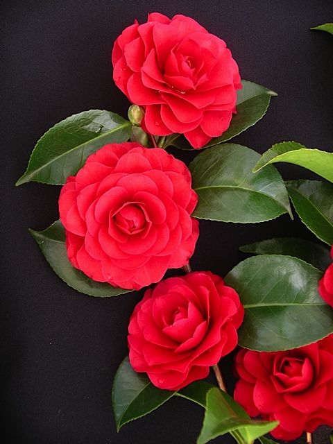 Camellia Japonica Flower seeds for Planting - Wildflower Mix, Heirloom & GMO Free Seeds for Home Garden