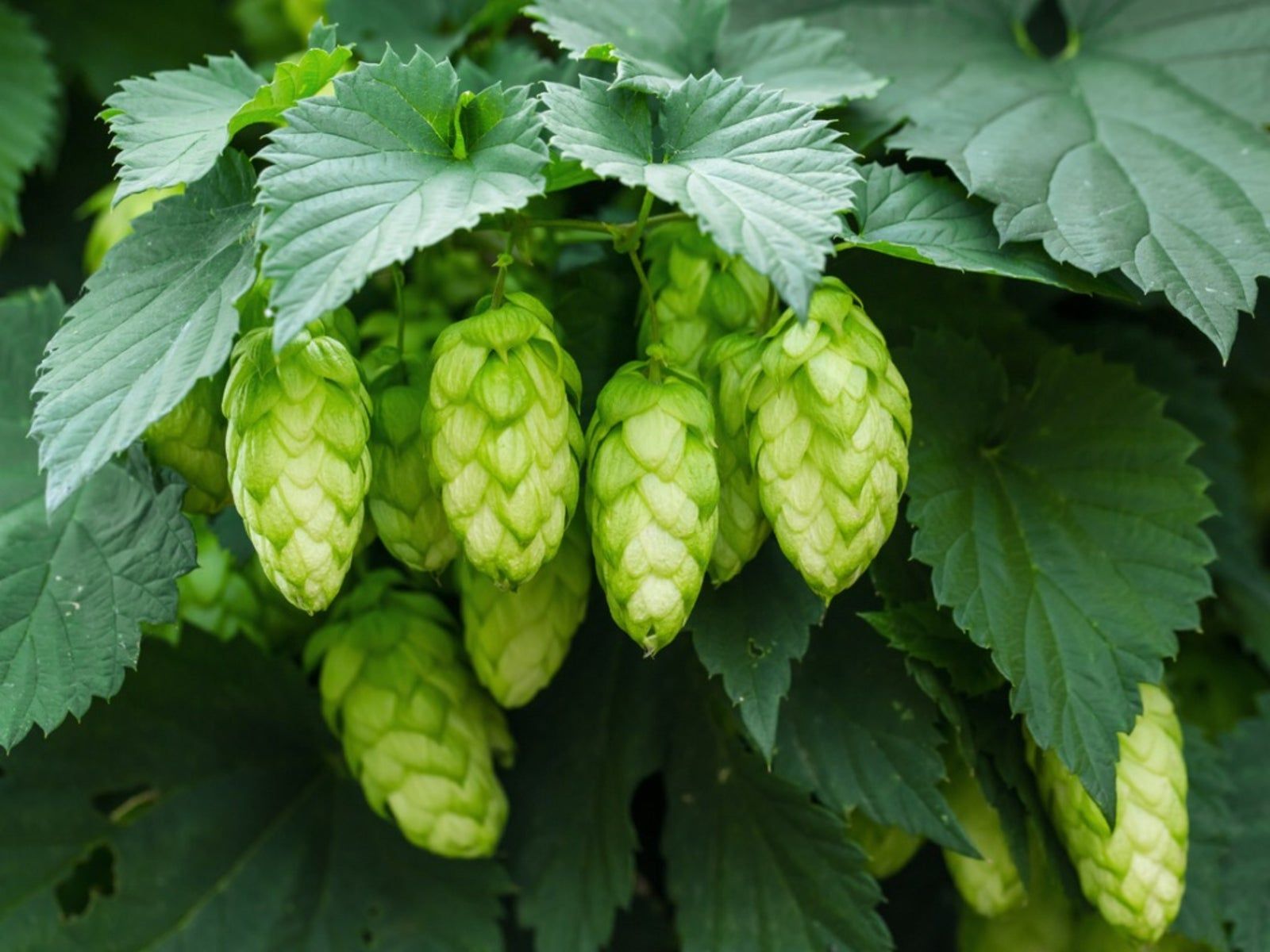 Green Humulus Lupulus Flower seeds for Planting - Seasonal Bloomer, Heirloom & GMO Free Seeds for Home Garden