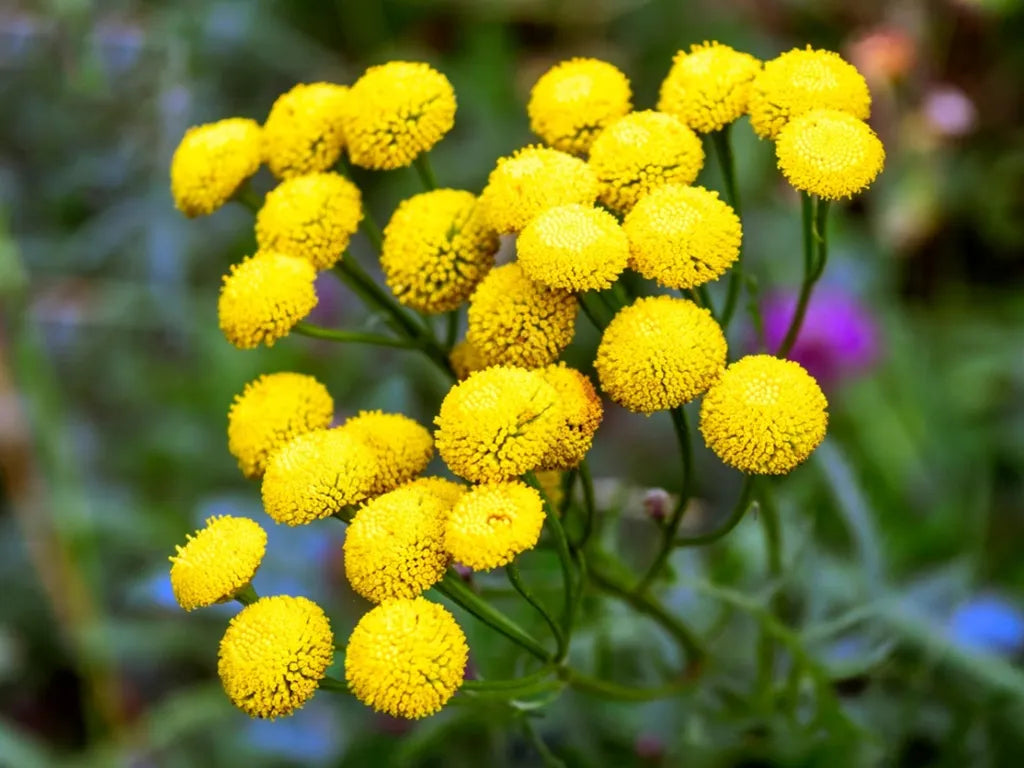 Tansy Flower seeds for Planting Compact Growth Heirloom & GMO Free Seeds for Home Garden
Sale for planting in home garden