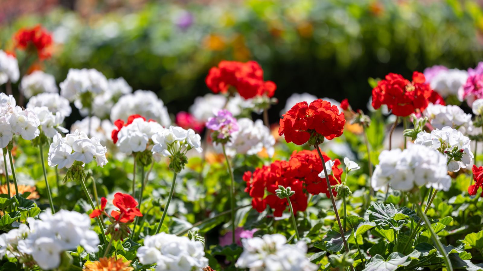Geranium Flower Seeds for Planting Red & White Blooms for Your Garden