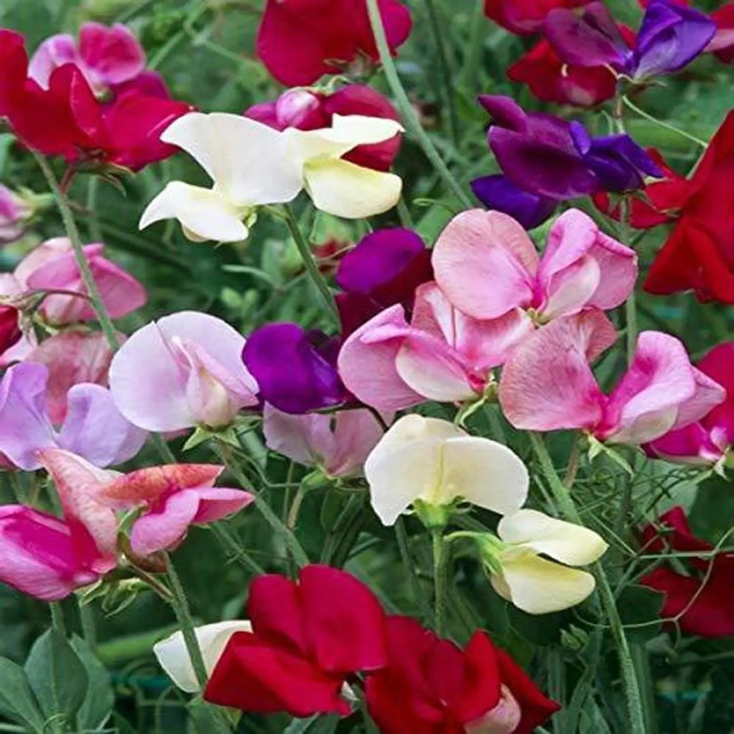 Pea Flower seeds for Planting Bright Blooms Heirloom & GMO Free Seeds for Home Garden