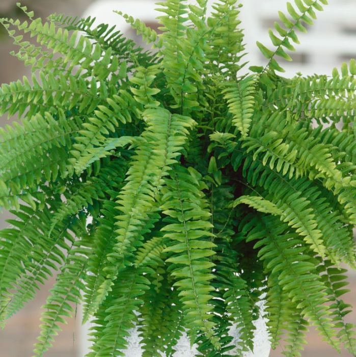 Blue Green Fern for Planting Low Maintenance Heirloom & GMO Free Seeds for Home Garden
Sale