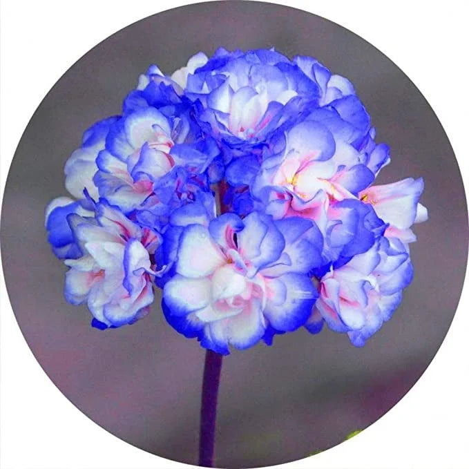 Blue White Pelargonium Geranium Flower Seeds for Planting