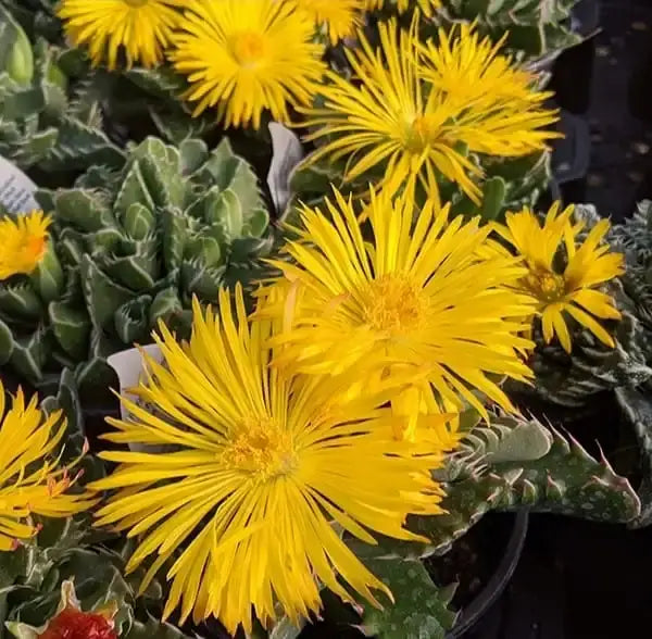 Yellow Faucaria Tigrina Flower seeds for Planting - Long Bloom Season, Heirloom & GMO Free Seeds for Home Garden