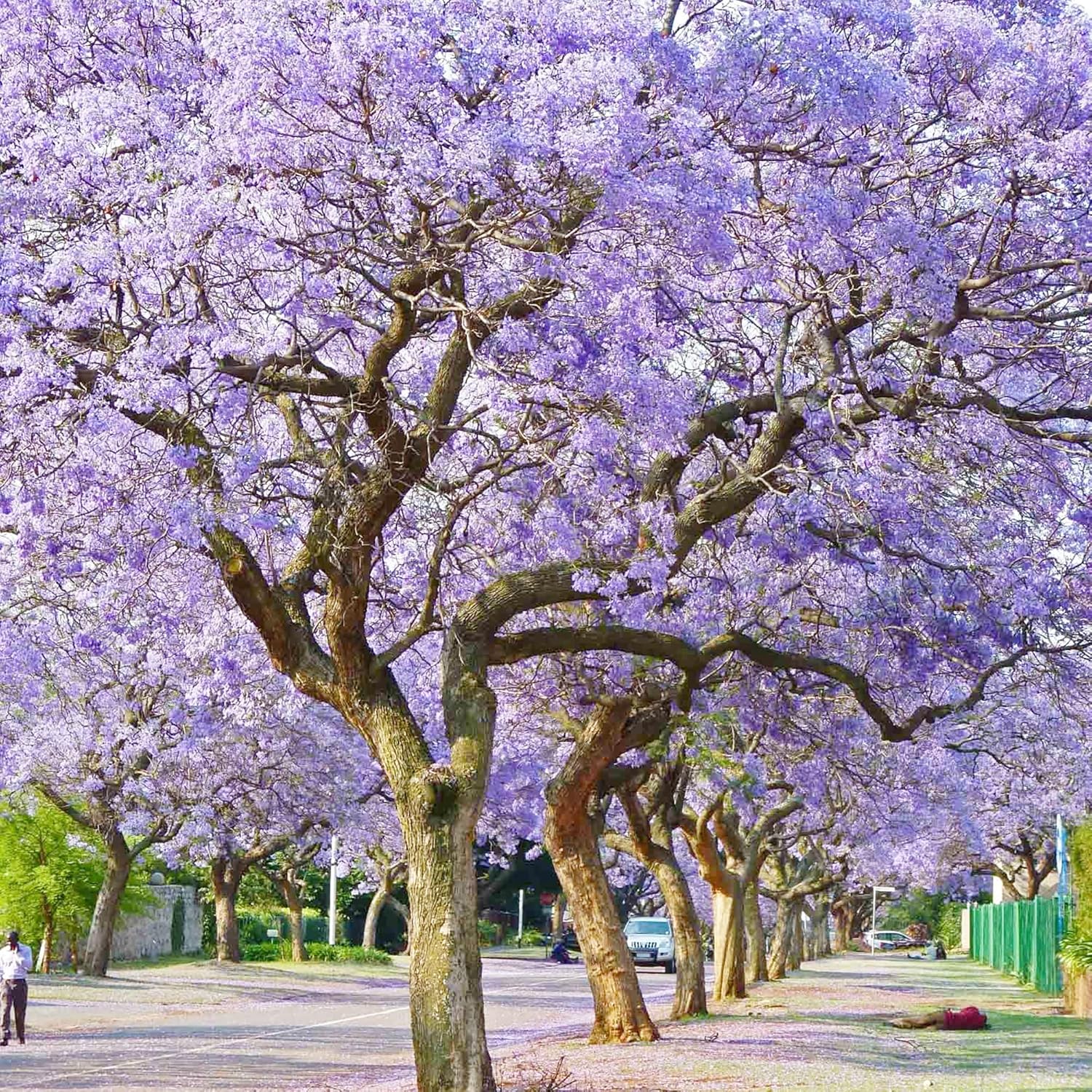 Blue Jacaranda Seeds Mimosifolia Stunning Ornamental Tree Vibrant Flowers Drought Tolerant