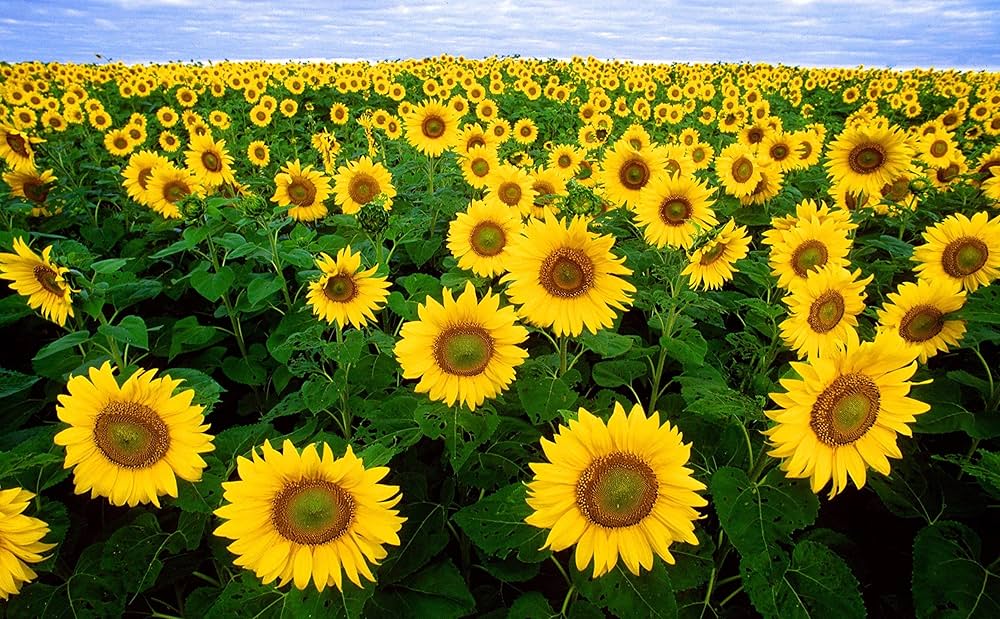Sunflower Yellow Orange Flower seeds for Planting - Wildflower Mix, Heirloom & GMO Free Seeds for Home Garden