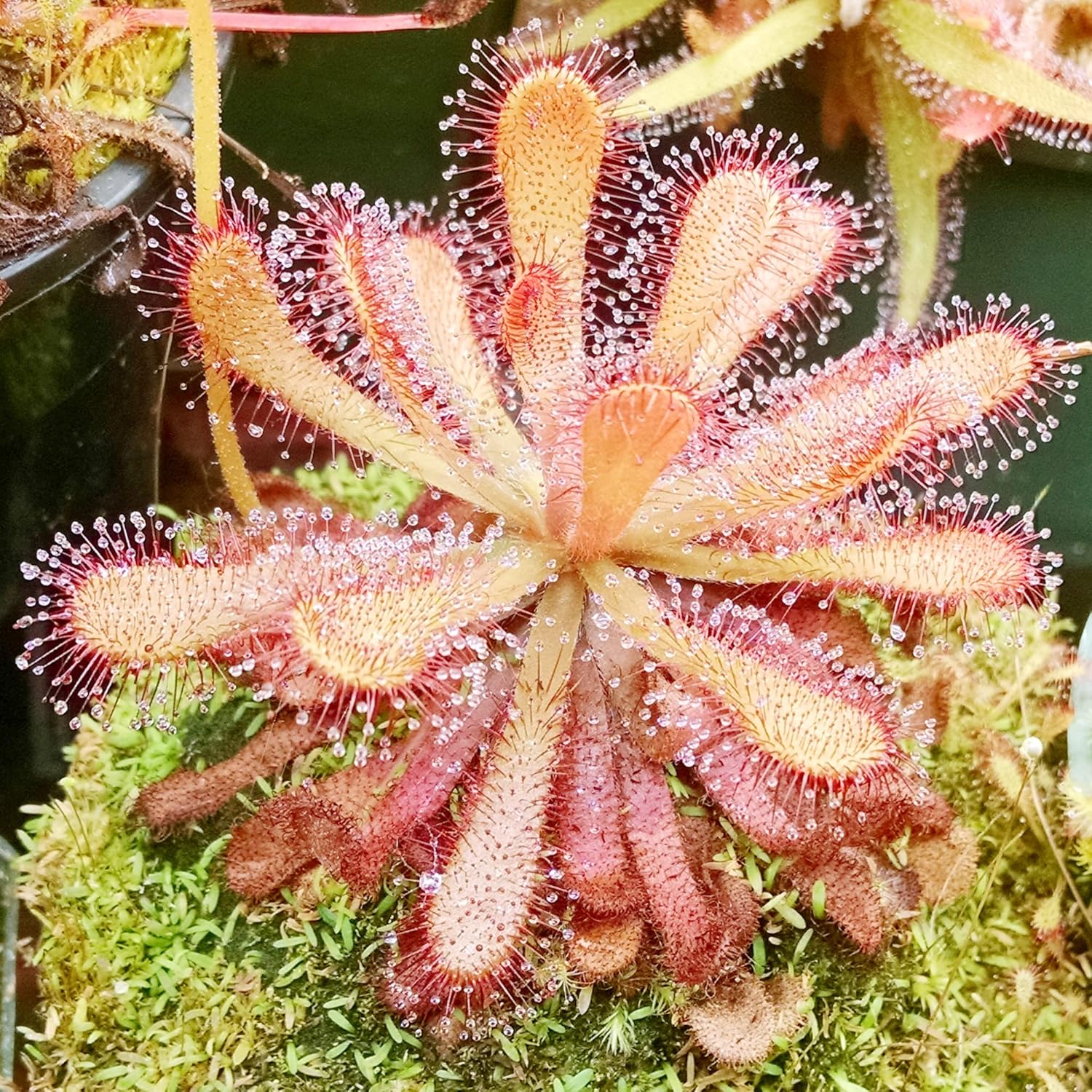 Sundew Seeds Drosera Carnivorous Plants Unique Method Of Capturing Insects Ornamental For Indoor
