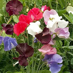 Lathyrus Sweet Pea Fragrant Mix Seeds for Aromatic, Colorful Flowers blooming in flower beds, containers, borders, and pollinator-friendly gardens