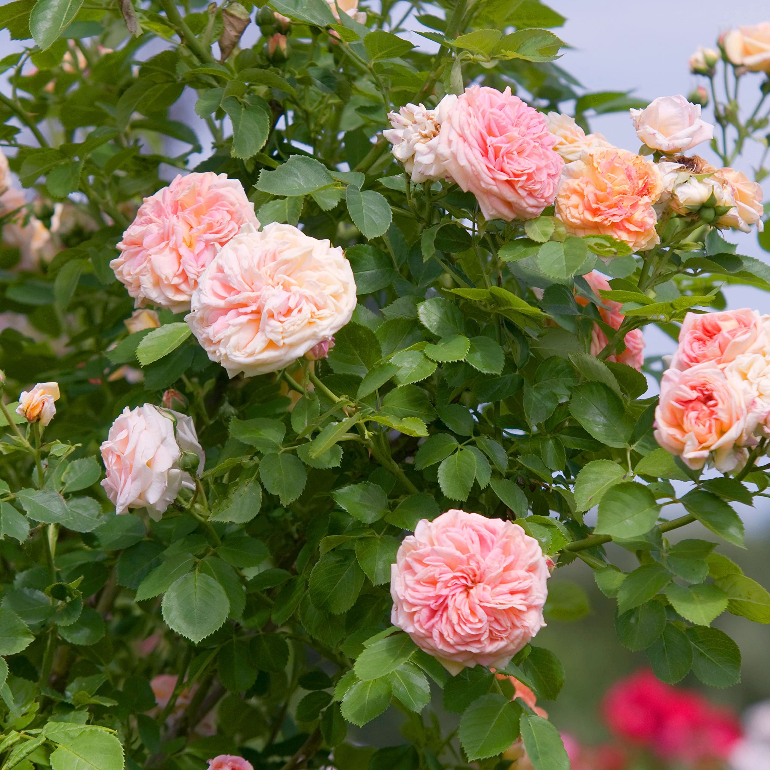 Baby Pink Climbing Rose Flower seeds for Planting - Pollinator Friendly, Heirloom & GMO Free Seeds for Home Garden