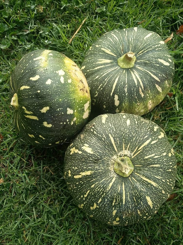 Apple Pumpkin Seeds for Planting Cucurbita pepo for vegetable patch and backyard garden