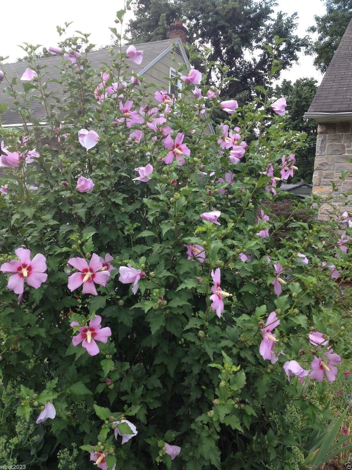 Hibiscus Rose Of Sharon Seeds (Hibiscus Syriacus) -Cold Hardy Perennial Best Selling