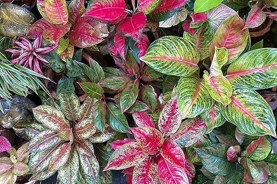 Aglaonema Planting Seeds For Ornamental Foliage