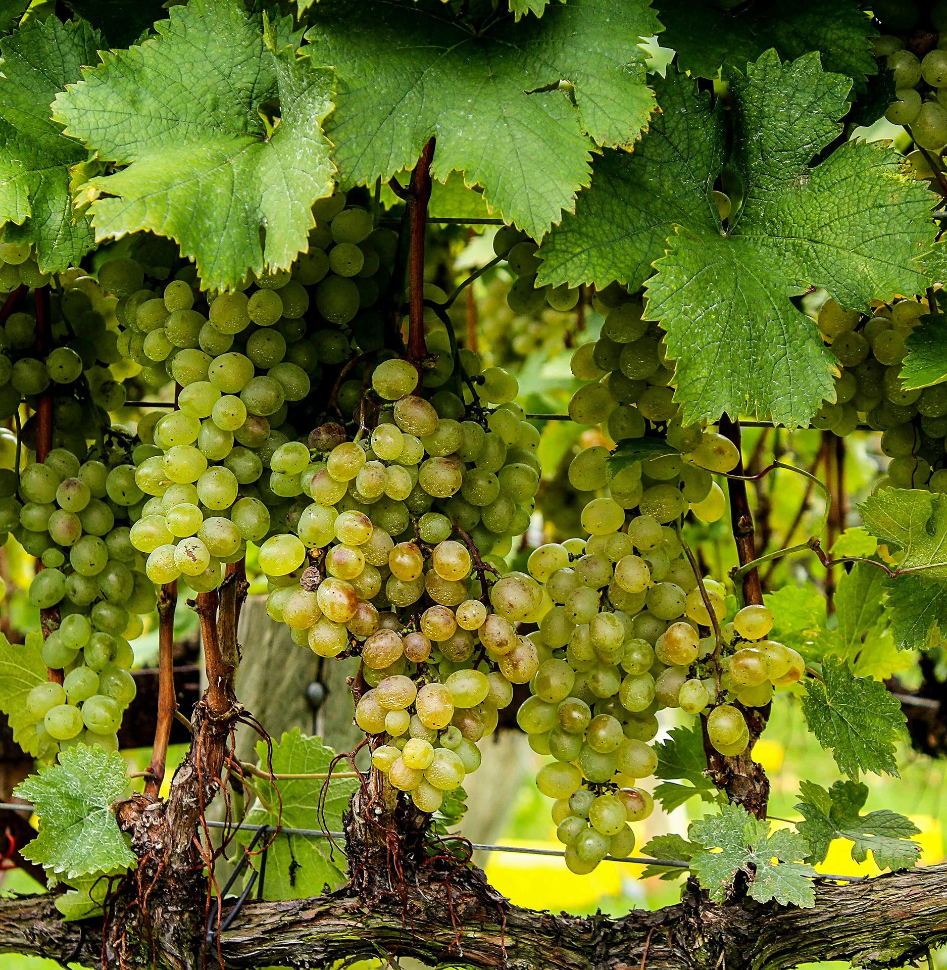 Merlot Grape Seeds for Planting Vitis vinifera for vineyard and backyard gardens