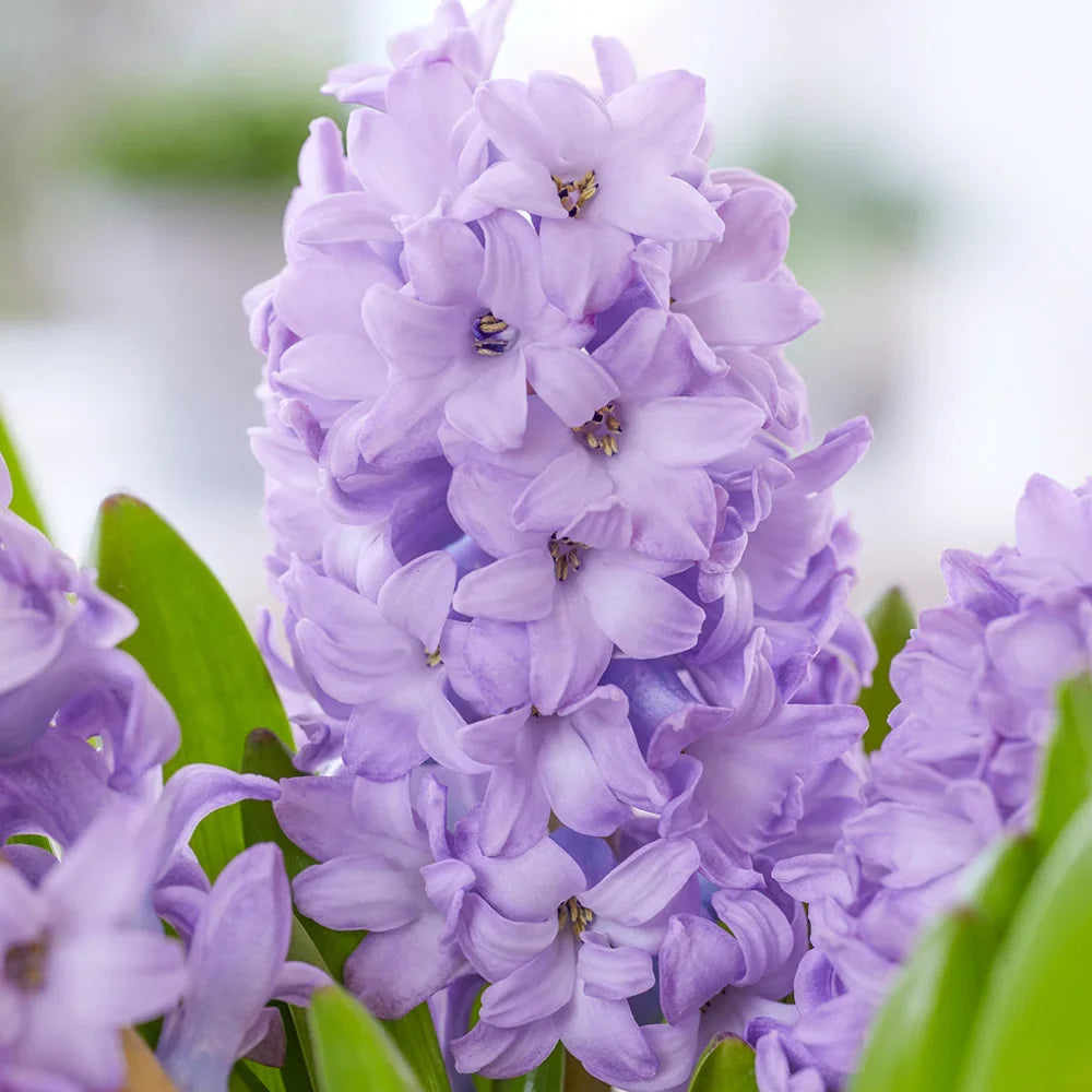 Lavender Hyacinth Flower seeds for Planting - Perfect for Borders, Heirloom & GMO Free Seeds for Home Garden