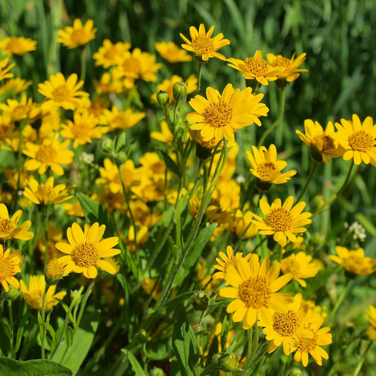 Arnica Montana Flower seeds for Planting - Wildflower Mix, Heirloom & GMO Free Seeds for Home Garden
Sale for planting in home garden