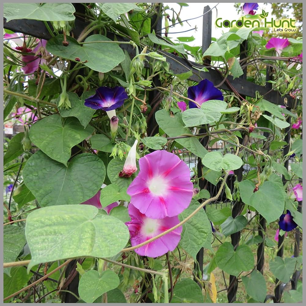 Red Morning Glory Seeds for Planting Ipomoea Coccinea trellis garden flowering fence