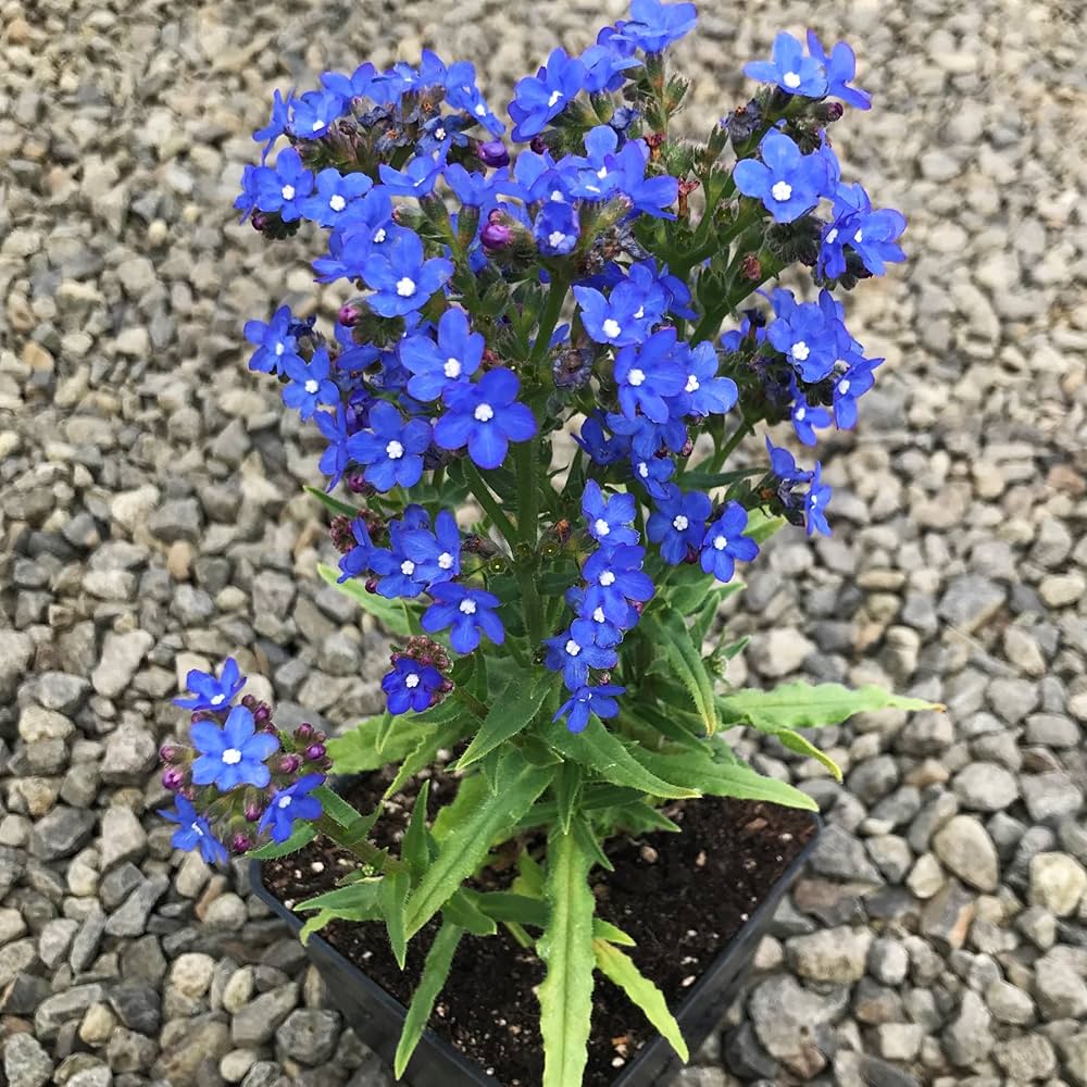 Forget-Me-Not Myosotis spp. Seeds for Planting - Ideal for Flower Bed & Home Garden