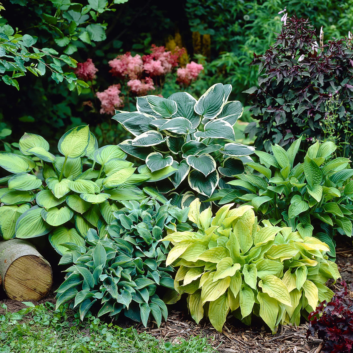 Hosta Coleus Flower seeds with vibrant ornamental foliage for shaded gardens, containers, and landscape borders
