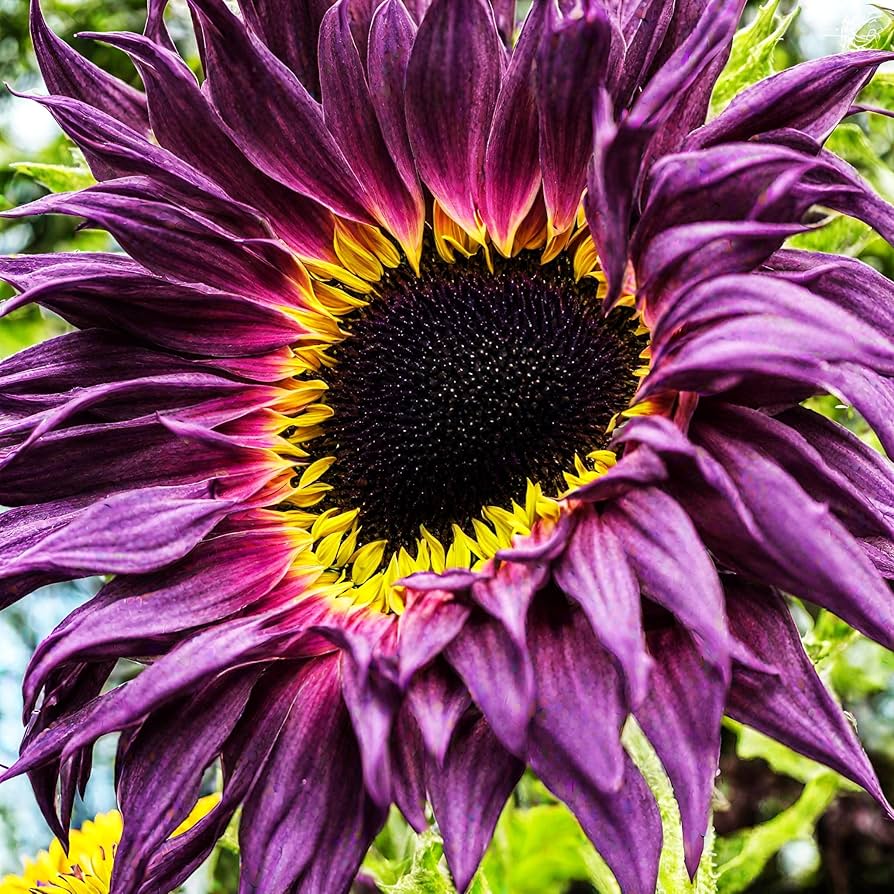 Violet Mini Sunflower Seeds Ideal for Planting in Gardens