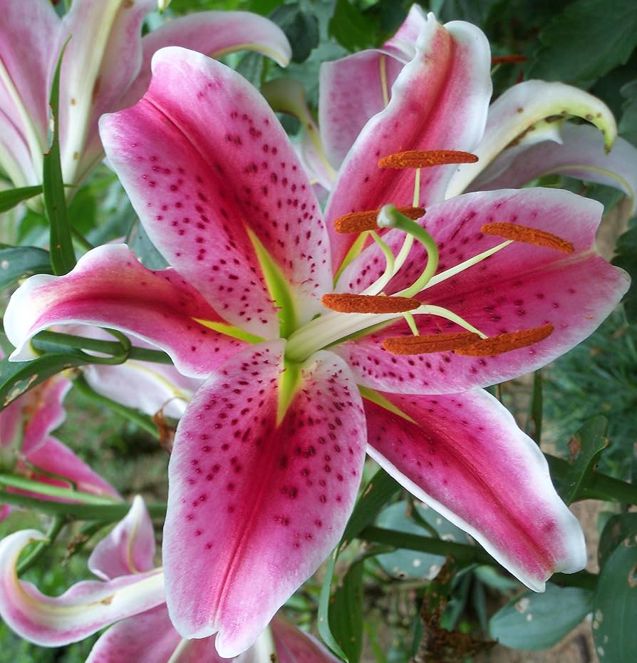 Michigan Lily Lilium michiganense Seeds for Planting in Wildflower Garden