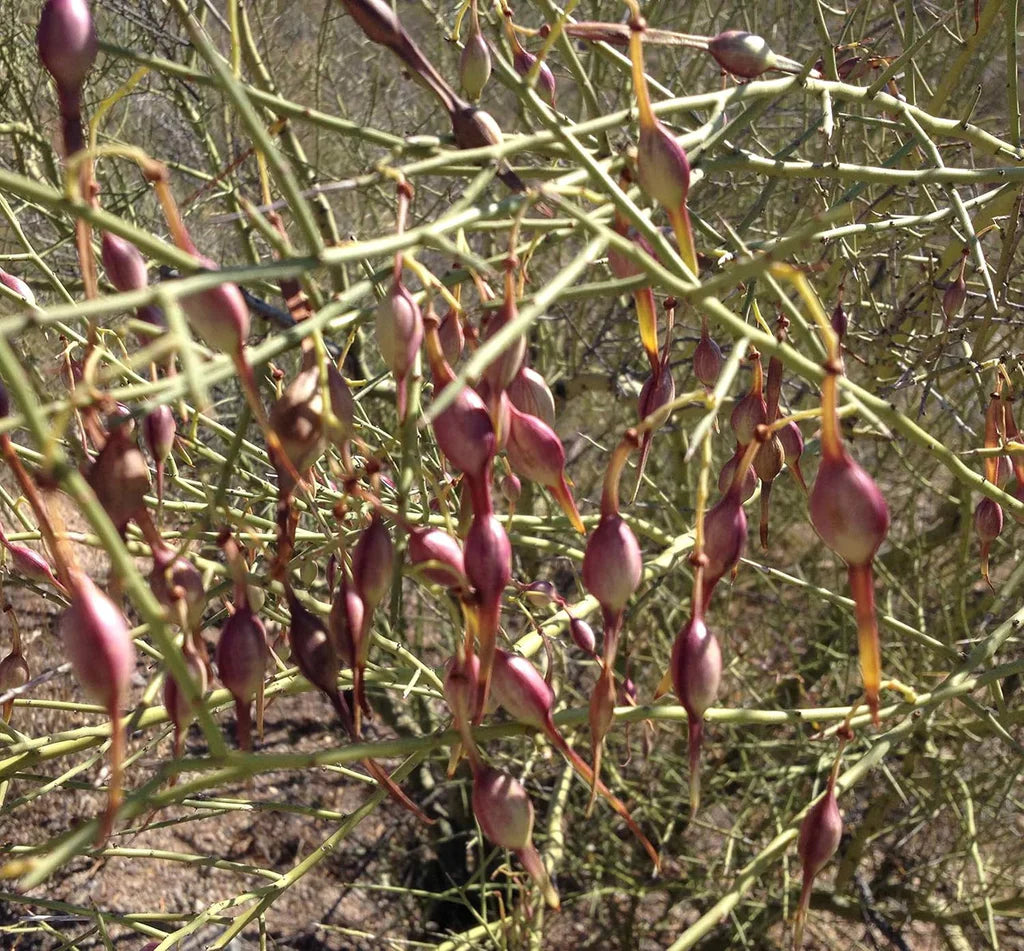 Desert Ironwood Tree Seeds – Heirloom Non-GMO Seeds for Home Garden Planting