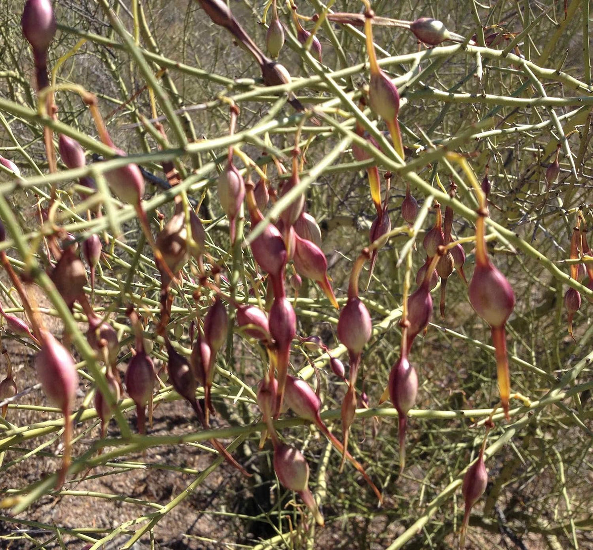 Desert Ironwood Tree Seeds – Heirloom Non-GMO Seeds for Home Garden Planting
Sale seeds for home garden