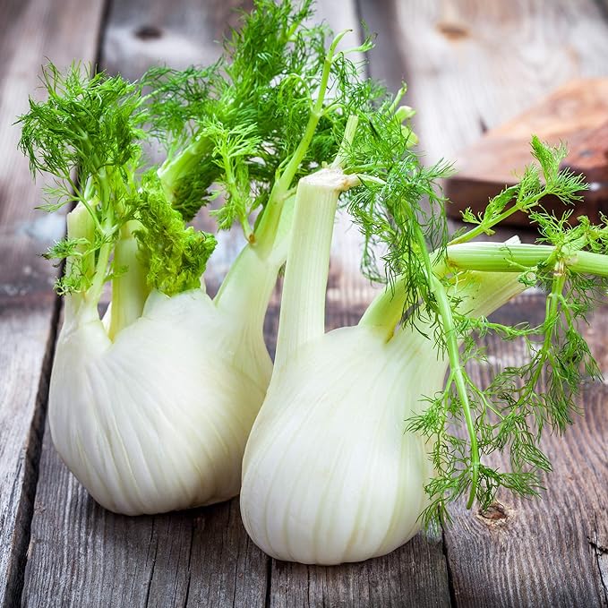 Fennel Seeds for Growing Aromatic Herb Plants