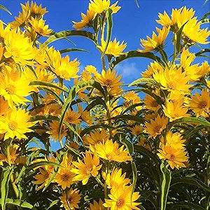 Helianthus Maximiliani Perennial Sunflower Seeds
