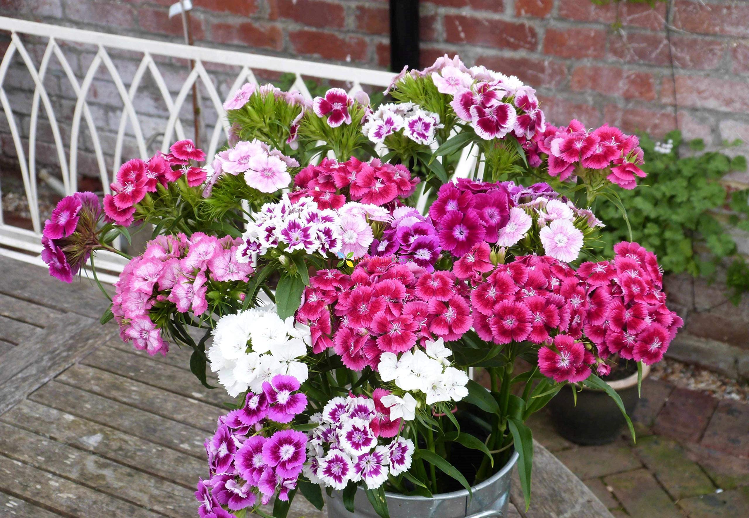 Dianthus Barbatus Seeds for Planting - Perfect for Flower Bed & Home Garden