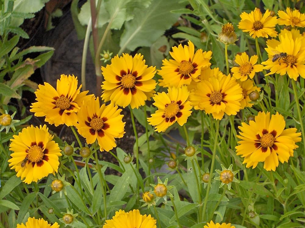 Yellow Coreopsis Flower seeds for Planting - Wildflower Mix, Heirloom & GMO Free Seeds for Home Garden