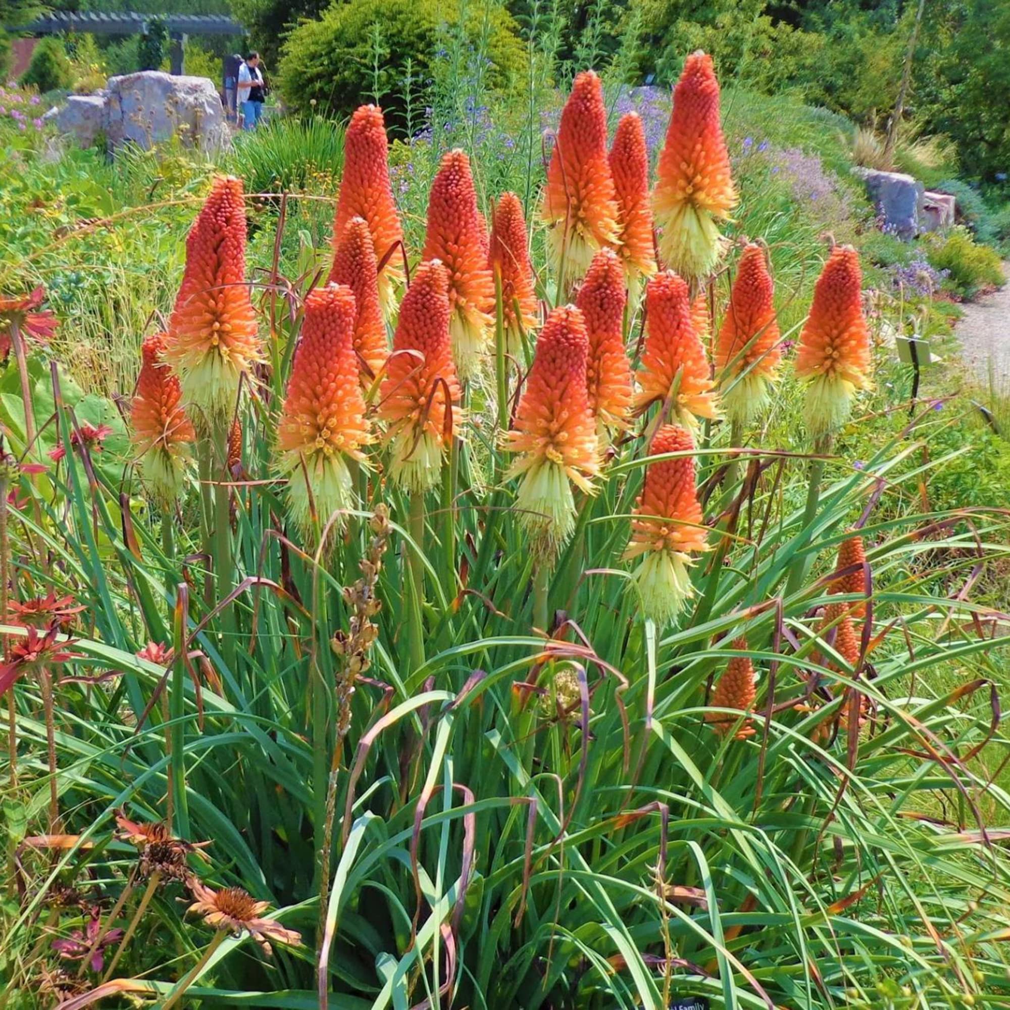 Evergrowseeds Torch Lily (Kniphofia uvaria) herb seeds for planting, displaying vibrant flower seed packets for garden growth.