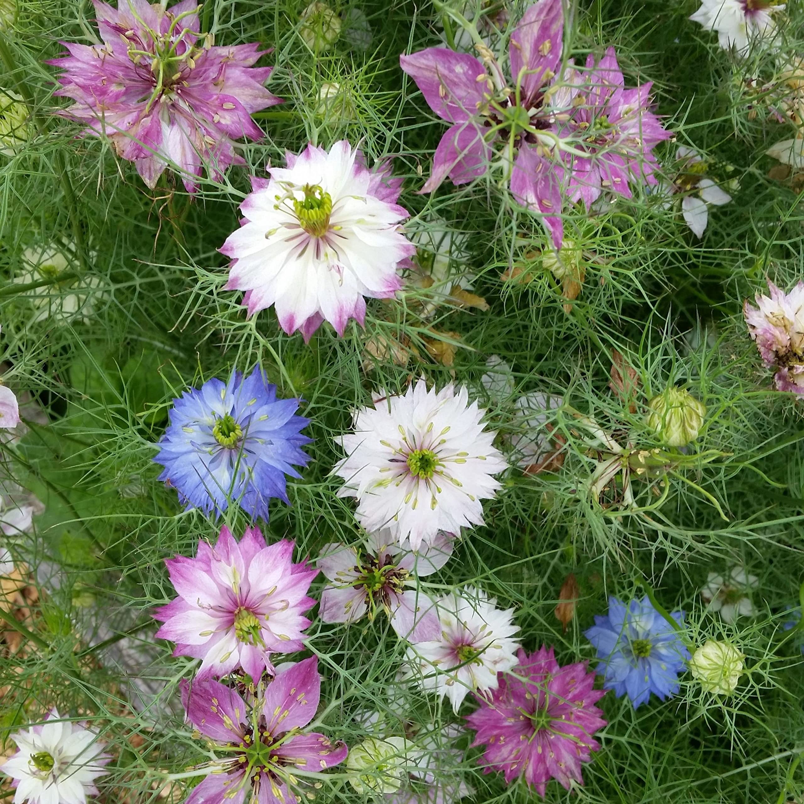 Nigella Double Love in the Mist Mix Seed for Plantings for Planting for Unique and Beautiful Blooms Heirloom Non-GMO See